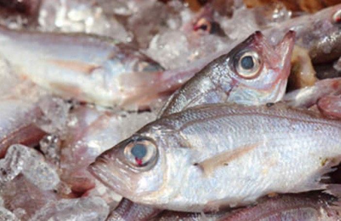 深海魚のデン　魚のデン