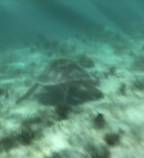 海中にいるウミガメの写真